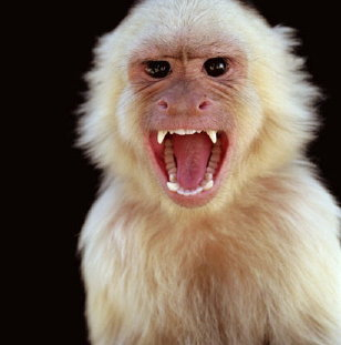 Do you struggle with anxiety and worry? Your monkeys are the problem.
